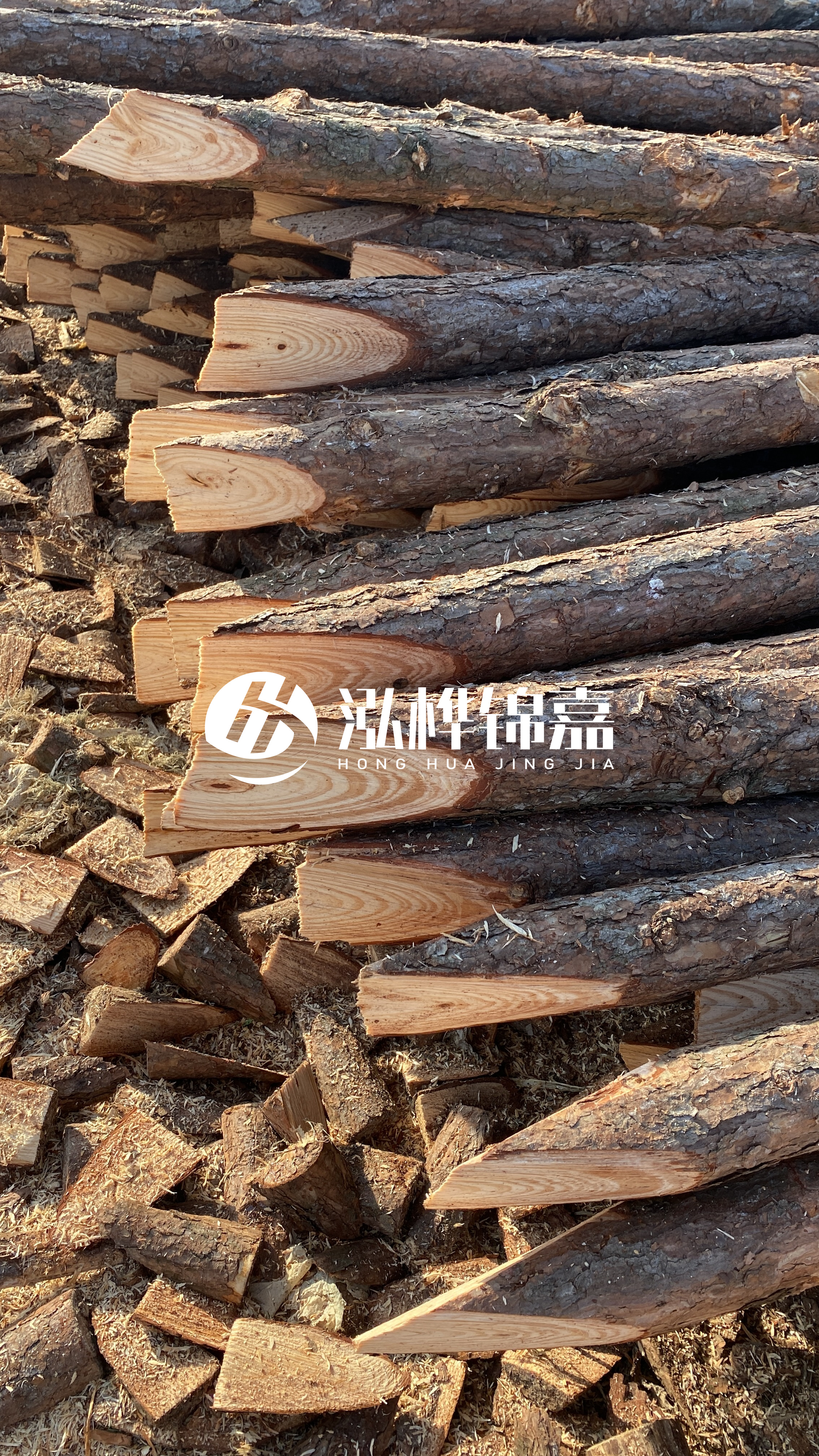 松木樁怎么分辨好壞？學(xué)會(huì)這幾招，輕松分辨松木樁好壞不踩雷！